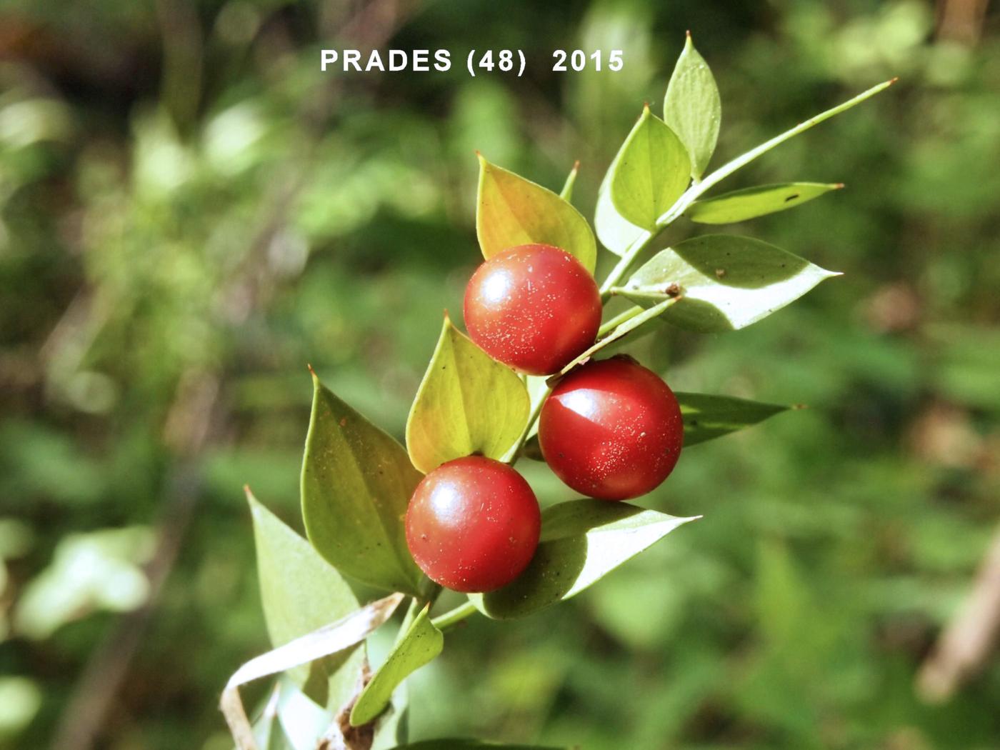 Butcher's Broom fruit